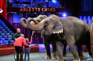 Répétitions Cirque Arlette Gruss 2018 - 21