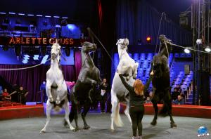 Répétitions Cirque Arlette Gruss 2018 - 27