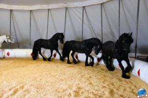 Cirque Arlette Gruss 2019 - 05