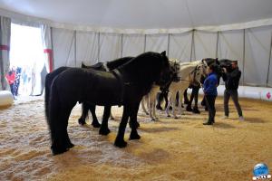 Cirque Arlette Gruss 2019 - 06