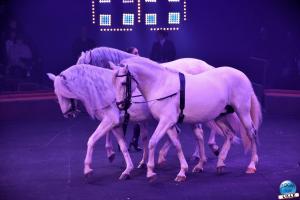 Cirque Arlette Gruss - Novembre 2019 - 14