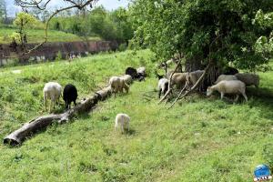 Parc de la Citadelle - Animaux 2021 - 01