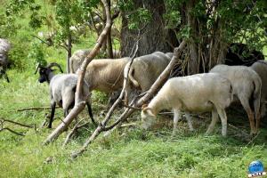 Parc de la Citadelle - Animaux 2021 - 02