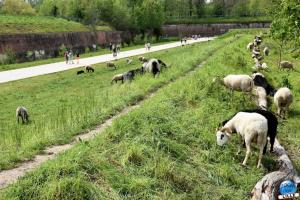 Parc de la Citadelle - Animaux 2021 - 03