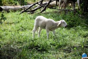 Parc de la Citadelle - Animaux 2021 - 04
