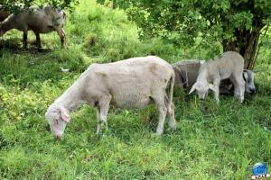Parc de la Citadelle - Animaux 2021 - 06