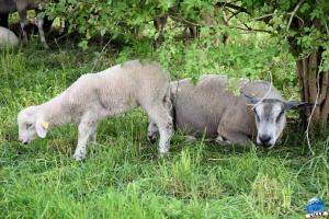Parc de la Citadelle - Animaux 2021 - 07