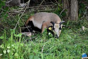Parc de la Citadelle - Animaux 2021 - 09