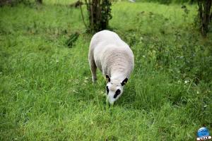 Parc de la Citadelle - Animaux 2021 - 10