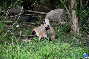 Parc de la Citadelle - Animaux 2021 - 11
