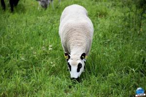 Parc de la Citadelle - Animaux 2021 - 13