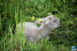 Parc de la Citadelle - Animaux 2021 - 15