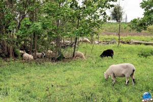 Parc de la Citadelle - Animaux 2021 - 16