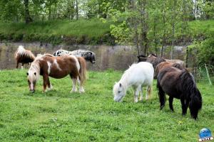 Parc de la Citadelle - Animaux 2021 - 19