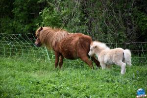 Parc de la Citadelle - Animaux 2021 - 20