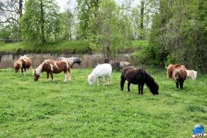 Parc de la Citadelle - Animaux 2021 - 21