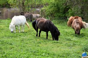 Parc de la Citadelle - Animaux 2021 - 22