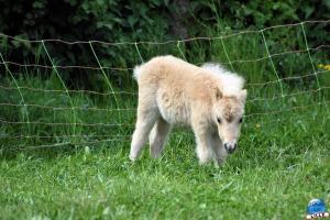 Parc de la Citadelle - Animaux 2021 - 27