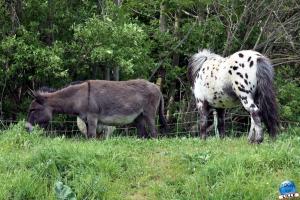 Parc de la Citadelle - Animaux 2021 - 28