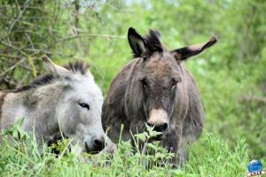 Parc de la Citadelle - Animaux 2021 - 29