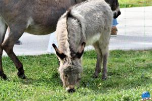 Parc de la Citadelle - Animaux 2021 - 30