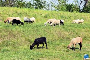 Parc de la Citadelle - Animaux 2021 - 33