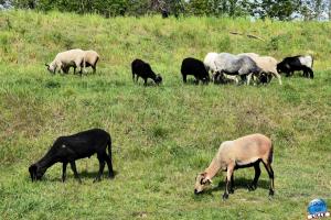 Parc de la Citadelle - Animaux 2021 - 34