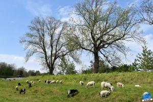 Parc de la Citadelle - Animaux 2021 - 36