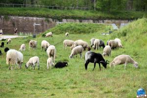 Parc de la Citadelle - Animaux 2021 - 37