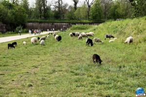 Parc de la Citadelle - Animaux 2021 - 38