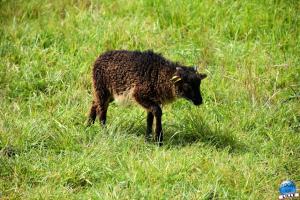 Parc de la Citadelle - Animaux 2021 - 39