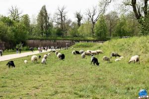 Parc de la Citadelle - Animaux 2021 - 40