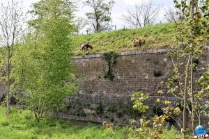 Parc de la Citadelle - Animaux 2021 - 41