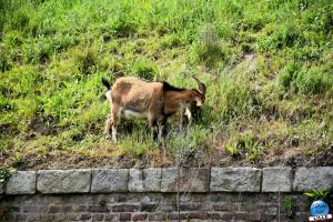 Parc de la Citadelle - Animaux 2021 - 42