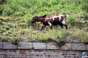 Parc de la Citadelle - Animaux 2021 - 43
