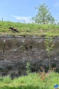 Parc de la Citadelle - Animaux 2021 - 44