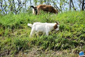 Parc de la Citadelle - Animaux 2021 - 45
