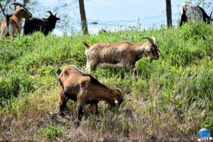 Parc de la Citadelle - Animaux 2021 - 46