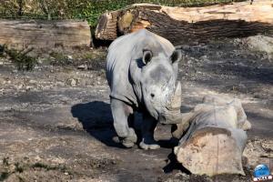 Parc de la Citadelle - Février à Avril 2021