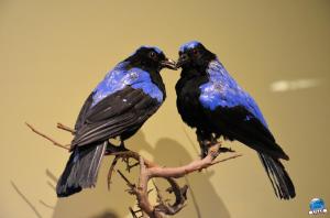 Exposition Bleu ! - 05
