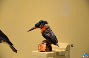 Exposition Bleu ! - 06