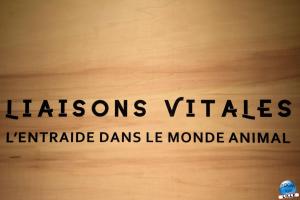 Liaisons Vitales - 01