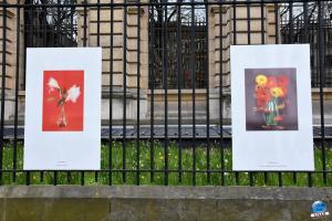 Exposition "Le Regard d'Hélène" dans la ville - 14