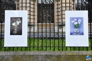 Exposition "Le Regard d'Hélène" dans la ville - 15