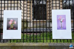 Exposition "Le Regard d'Hélène" dans la ville - 16