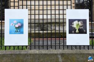 Exposition "Le Regard d'Hélène" dans la ville - 17