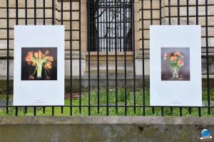 Exposition "Le Regard d'Hélène" dans la ville - 18