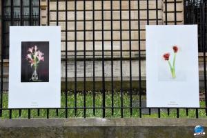 Exposition "Le Regard d'Hélène" dans la ville - 19