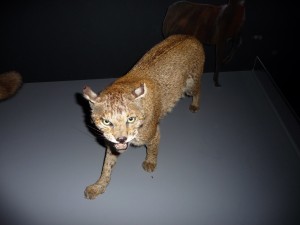expo_predateur_26_20091002_1225919638