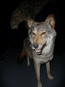expo_predateur_28_20091002_1608889029